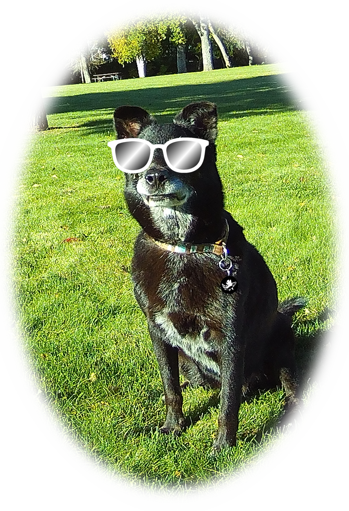 A black dog sitting in the grass with sunglasses